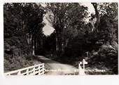 Real Photograph by T G Palmer & Son of Waipoua Forest. - 44780 - Postcard