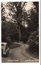 Real Photograph by T G Palmer & Son of Waipoua Forest. - 44782 - Postcard