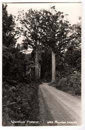 Real Photograph by T G Palmer & Son of Waipoua Forest. - 44783 -