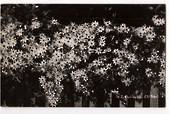 Real Photograph by G E Woolley of Clematis (Central Park Whangarei). - 44809 - Postcard