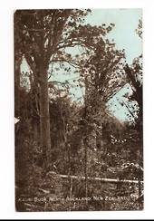 Tinted Postcard of Kauri Bush North Auckland. - 44818 - Postcard