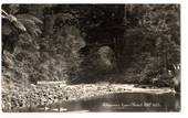 Real Photograph by Woolley of the Waipoua Kauri Forest. - 44839 - Postcard