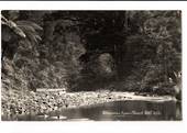 Real Photograph by T G Palmer & Son of Waipoua Kauri Forest. - 44873 - Postcard