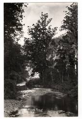 Real Photograph by  G E Woolley of Waipoua Kauri Forest. - 44874 -