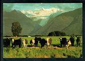 Modern Coloured Postcard by Robt Wells of Hereford Cattle at Fox Glacier. - 448751 - Postcard