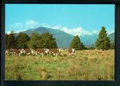 Modern Coloured Postcard by Ray Sinclair of Hereford Cattle Westland. - 448752 - Postcard