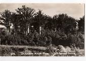 Real Photograph by T G Palmer & Son of Tronson Kauri Park. - 44883 - Postcard