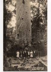 Real Photograph by G E Woolley of Giant Kauri Waipoua Forest. - 44923 -