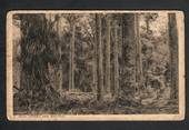 Printed Postcard from the Office of the High Commissioner for New Zealand 415 The Strand of Kauri Forest. Tired. - 44935 - Postc
