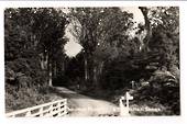 Real Photograph by T G Palmer & Son of Waipoua Forest. - 44986 -