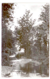 Real Photograph published by Palmer of the Waipoua Kauri Forest. - 45003 - Postcard