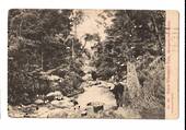 Postcard of the Bush below Whangarei Falls. - 45033 - Postcard