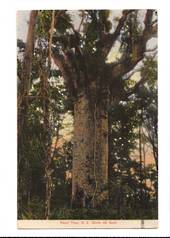 Coloured postcard of Giant Kauri. - 45038 - Postcard