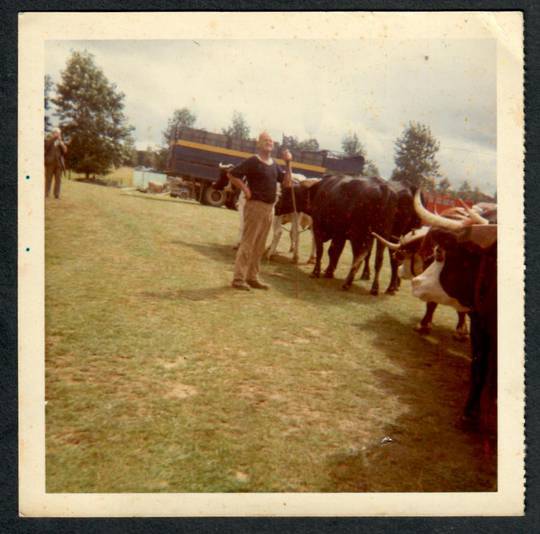 TEAM of OXEN. Small size private photo. - 45042 - Photograph