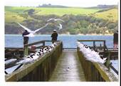 Modern Coloured postcard of Migrating White-Fronted Terns on Tinopai Wharf Kaipara Harbour. Excellent photo of the birds. - 4505
