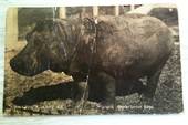Real Photograph of the Hippo Auckland Zoo. Very poor condition, awful. - 45205 - Postcard