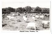 Real Photograph by N S Seaward of Pastoral Scene Waikato. - 45699 - Postcard