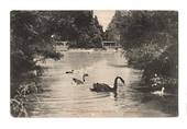 Postcard of the Sanatorium Grounds Rotorua. Swans. - 46184 - Postcard