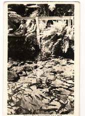 Real Photograph by A B Hurst & Son of Trout in Fairy Springs Rotorua. - 46190 - Postcard