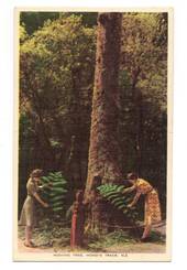 Coloured postcard of Wishing Tree Hongi's Track. - 46224 - Postcard