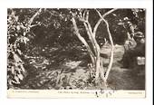 Postcard of The Fairy Spring Rotorua. - 46243 - Postcard