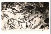 Real Photograph by Dawson of Fairy Springs Rotorua. - 46264 - Postcard