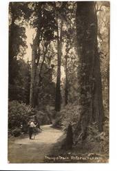 Real Photograph by Radcliffe of Hongi's Track Rotorua. The photographer variety. - 46289 - Postcard