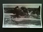 Real Photograph by N S Seaward of Te Aroha Domain. - 46597 - Postcard