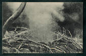 Postcard of The Eagles Nest Geyser in action. - 46715 - Postcard