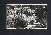 Real Photograph by N S Seaward of Pukekura Park New Plymouth. - 46915 - Postcard