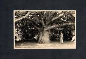 Real Photograph by Teeds of the Chestnut Tree Brooklands. - 46932 - Postcard