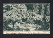 Postcard of Recreation Grounds New Plymouth. - 46972 - Postcard
