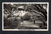Real Photograph by A B Hurst & Son of Brooklands Park New Plymouth. - 47065 - Postcard