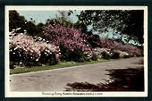 Coloured postcard by Hurst of Flowering Cherry Blossom Palmerston North. - 47203 - Postcard