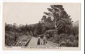 Postcard of the Botanical Gardens Wellington. - 47365 - Postcard