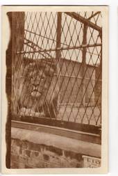 Photograph of the Lion at Wellington Zoo. - 47616 - Photograph