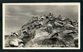 Real Photograph of Gannet Sanctuary Cape Kidnappers New Zealand. - 48067 - Postcard