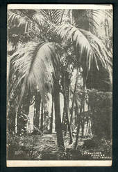 Postcard of Nikau Grove Morere Hot Springs. - 48155 - Postcard