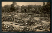 Real Photograph by S C Smith The Rose Gardens Christchurch. - 48331 - Postcard
