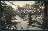 Real Photograph by Radcliffe of The Rosary Public Gardens Christchurch. - 48398 - Postcard
