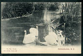 Postcard of Swans on the Avon. - 48456 - Postcard