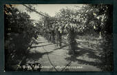 Real Photograph by Radcliffe of The Rosary Public Gardens Christchurch. - 48480 - Postcard