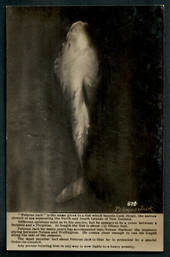 Real Photograph of Pelorus Jack. - 48737 - Postcard