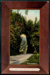 Coloured postcard by Muir and Moodie of Fern Arch Buller Gorge. - 48847 - Postcard