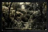 Real Photograph of Rhododendron Botannical Gardens Dunedin. - 49132 - Postcard