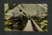 Coloured Postcard of Interior Winter Garden Dunedin. - 49262 - Postcard