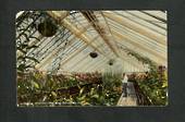 Coloured Postcard of Interior Winter Garden Dunedin. - 49288 - Postcard