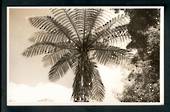 Real Photograph by N S Seaward of New Zealand Fern. - 49714 - Postcard