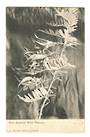 Postcard by C Spencer of Auckland New Zealand Wild Flowers series. Kaka Beak. - 42084 - Postcard