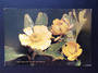 Modern Coloured Postcard by G B Scott of Alpine Buttercup. - 442007 - Postcard